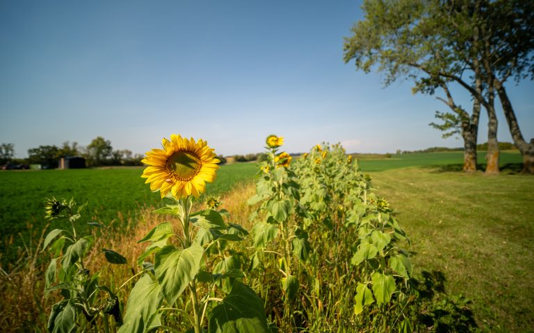 barn wedding in Kenosha, countryside wedding venue, redbud ridge farm
